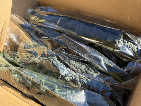 カーボロネロ(黒キャベツ)