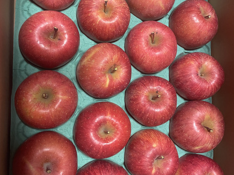 【販売開始！人気商品】青森県産りんご「サンふじ」家庭用 キズ有 約5kg【美味・光センサー選果済】