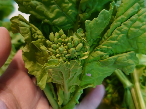 菜花のシーズンが始まったよ❗採れたて🌱南房総から【菜花1,2㎏】小分け8袋