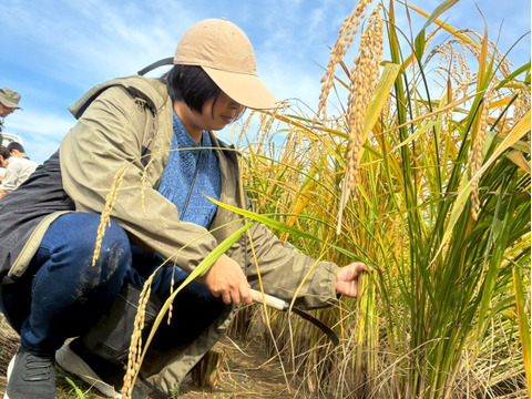 【酒米の王様　山田錦を食卓へ】化学肥料・農薬不使用 もちもち食感　玄米10kg