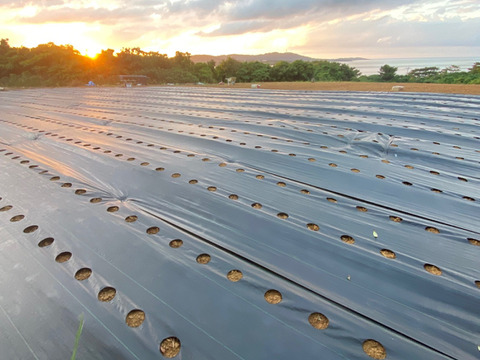 転換期間中 JASオーガニック!  桃のような甘い香り！プレミアム完熟ミニピーチパイン『沖縄県西表島パイナップル』３ｋｇ（６～８個）