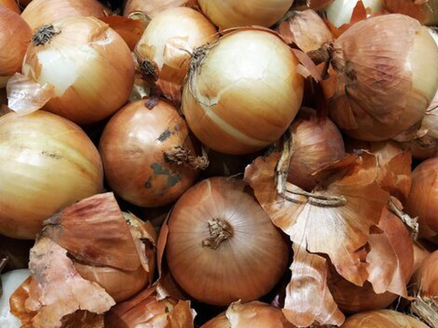 訳あり 玉ねぎ 軽井沢産高原野菜 サイズ混合 省き品 規格外 4.5kg