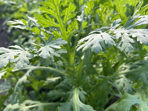 カラダ元気に　野菜セット