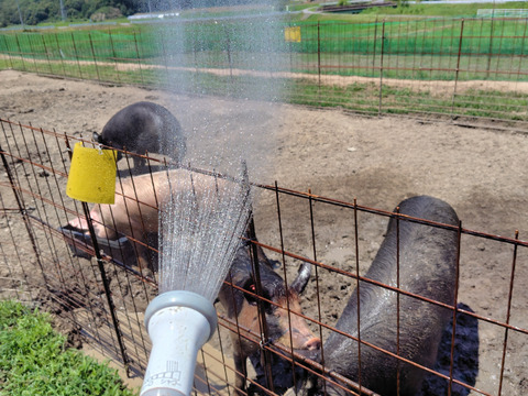 【冬ギフト】放牧飼育と地元の美味しいもので育てたブタ！4元豚の白豚『みつ』牧場長大好きこってりセット300ｇ×4 500ｇ×1