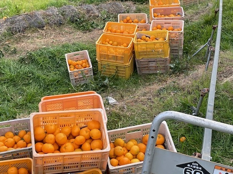 箱込3.3kg倉橋ミカン食べてクレ園の、はるみ 広島県　倉橋島はるみ