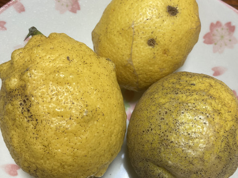 訳あり　愛媛県産　瀬戸内　栽培期間中農薬不使用　国産レモン　2kg