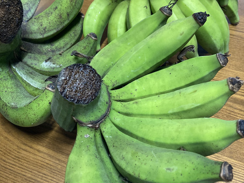 【自然栽培】訳あり島バナナ（小笠原種）