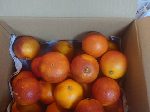 刺激的な赤紫の果肉！モロ（ブラッドオレンジ）約３kg　【クール便】