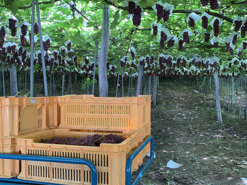 デラウェア4キロ　(約2kg x 2箱)24房前後種無しぶどう　樹上完熟特選山形県おきたま産