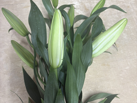 【期間限定】オリエンタルユリ『シベリア』（4-6輪）白色5本