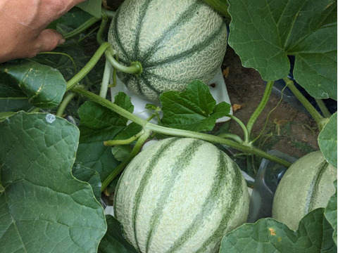 〜魅惑の甘さ〜マルセイユメロン🍈（3L〜4L1玉）