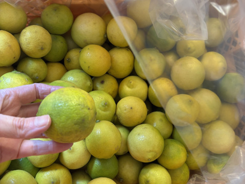 4kg【訳あり傷あり】静岡県産タヒチライム★ワックス・防カビ剤等不使用★傷あり