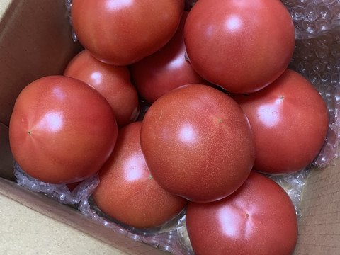 採れたて直送☆嘉麻市産☆桃太郎トマト１．５ｋｇ