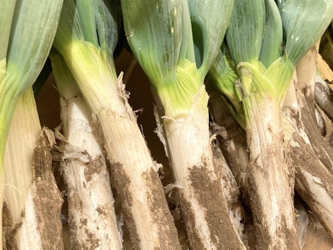 【有機JAS認証】オーガニック下仁田ねぎ（4kg）【冬ギフト】