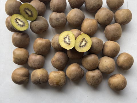 【家庭用たっぷり】30〜35個入るキウイ 約3kg
農薬・化学肥料不使用｜八女産アップルキウイ