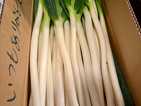 食費削減ネギ！規格外S～２L(5kg)
