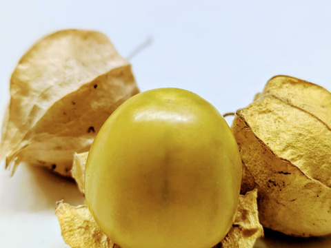 【北海道産】食用ほおずき150g【スーパーフード】