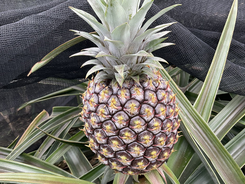 サンドルチェ　2kg (２個〜4個)