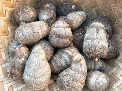 土垂(どだれ)里芋1.５kg
