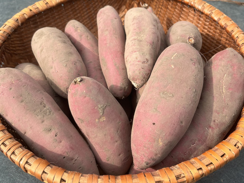 マカロニぽてと様　あまはづき マカロニぽてと様 あまはづき 大注目のサツマイモ新品種「あまはづき」の