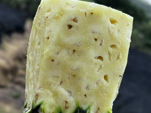 石垣島産　　ジュワリーパイン 訳あり！石垣島産「ジュワリーパイン」8kg：沖縄県産のその他