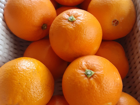 【小玉】華やかな香りとはっきりとした味わい！ミニネーブルオレンジ【ご家庭用/約2kg】