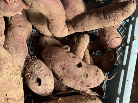 自然栽培土付き紫いも(あや紫)【訳あり】2kg美容・健康効果たっぷり