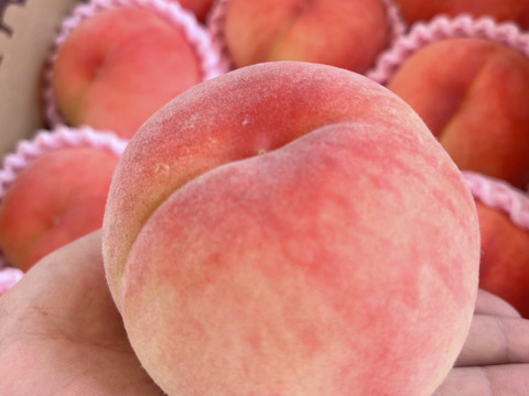 ちょっと大きめ　今年ラスト桃！食べ納めに！大特価　長寿の桃　西王母　とろっ甘♩ 長生の桃！山形県産白桃西王母【2キロ中玉】：山形県産の西王母｜食べ