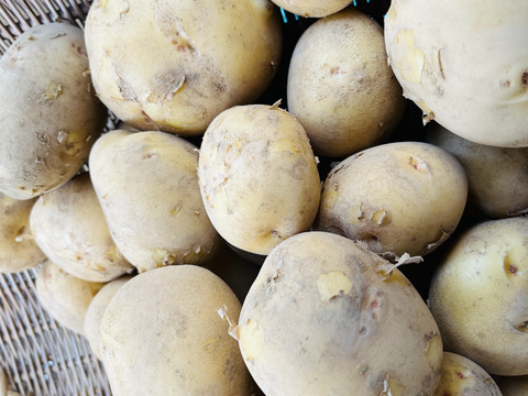 ジャガイモ「キタアカリ2キロ」と「男爵2.5キロ」計4.5キロ[2種類入りのジャガイモセット]2025年横浜市内産