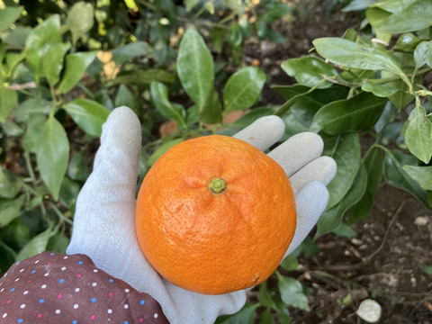 愛媛県八幡浜市産 甘平 小玉サイズ(家庭用3kg)