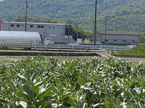 旬のそら豆　期間限定商品(収穫期間が短い)