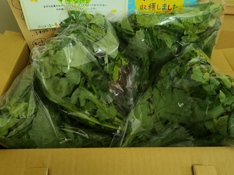 え？大飢饉を救った？【春を告げる伝統野菜】のらぼう菜 1200g from 名水の里　神奈川県秦野市