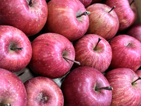 【極小玉・バラ詰め】サンふじ🍎家庭用約4.5Kg🍎毎日りんご　コスパ抜群　青森県産　数量限定
