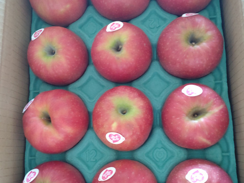 年内発送します🍎 ピンクレディ®︎3キロ箱  長野県 信州 安曇野 リンゴ 幻 幻のリンゴ 予約 希少 旬 6玉〜16玉サイズ 商品ID42100 ピンクレディー