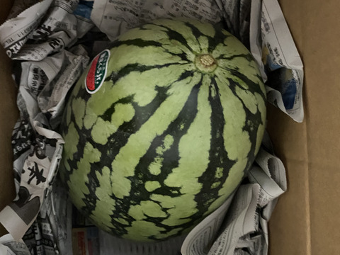 【スイカ1玉約4kg(3.5kg以上)】夏を思いっきり楽しむ!旨みとシャリ感抜群!【品種：ぷちっと】【8月上旬発送開始！】