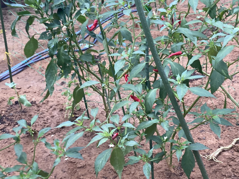 岡山県産の新鮮赤唐辛子100g