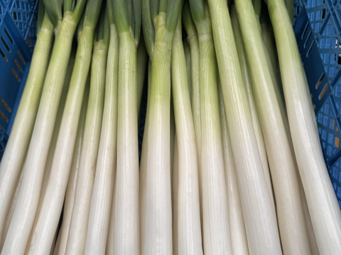 甘い長ネギ【夏扇パワー】有機肥料栽培　除草剤不使用　群馬県産　10本　2Lサイズ(2cm以上)