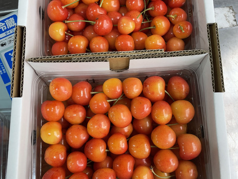 ★朝どり★甘いパリパリ★大粒さくらんぼ
★紅秀峰　家庭用　約1キロg★ご家族で