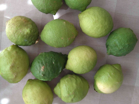 自然農レモン(9kg)　64年以上農薬肥料不使用の畑で栽培　因島産 風袋込み10キロ以内、瀬戸内レモン　サルベストロールたっぷりレモン