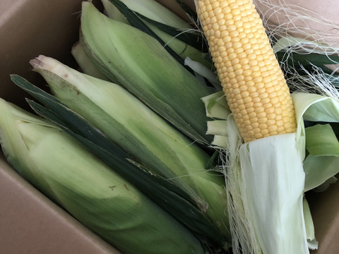 世界有名な 北海道産！濃厚極甘とうもろこし12本🌽訳あり：北海道産のSweets フルーツ