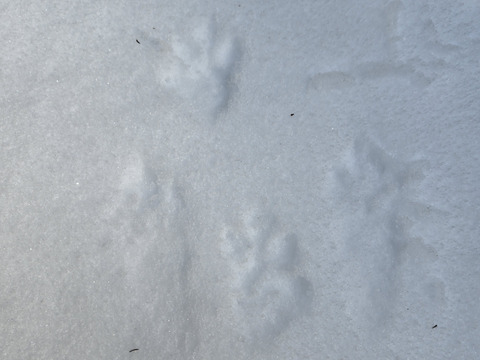 ★自然栽培　根曲がり竹　ネマガリダケ　姫竹　1キロ　冷蔵専用箱発送