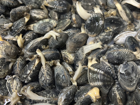 出汁最高！　熊本県産あさり　砂抜き済み　1キロ