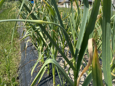 【超貴重】国産にんにくの芽　讃岐平戸　1kg