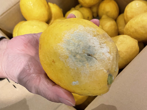 【防腐剤・ワックス不使用】訳あり レモン 10kg 【愛媛産】国産レモン