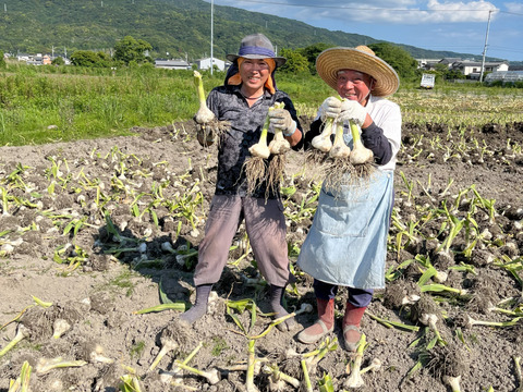ジャンボニンニク　【厳選特大】バラ1.8キロ