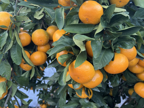 【冬ギフト】特選みかん5kg「熨斗対応可」