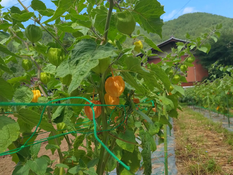 芳醇な香り♪フルーツほおづき　300g（24粒～30粒）