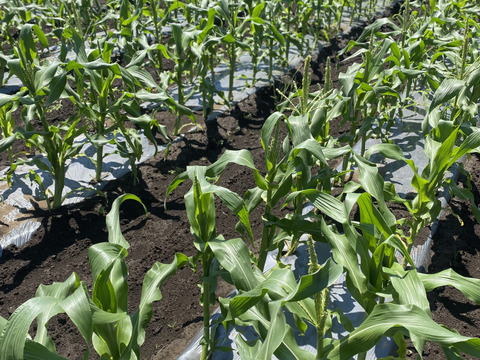 朝採り！！新鮮！栽培期間農薬不使用　ヤングコーン　約80本
