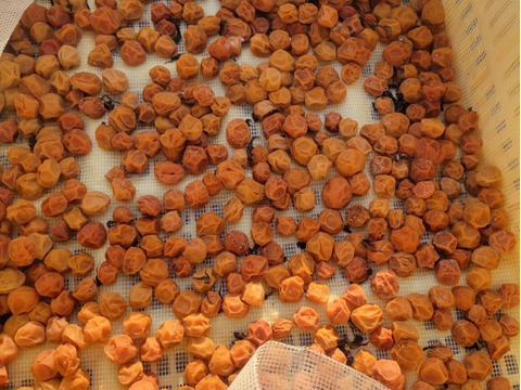 【電子食品流通研究所×廣川農園×mekuri Presents】農薬・化学肥料・除草剤不使用・無添加　特製梅干し約90g×2袋