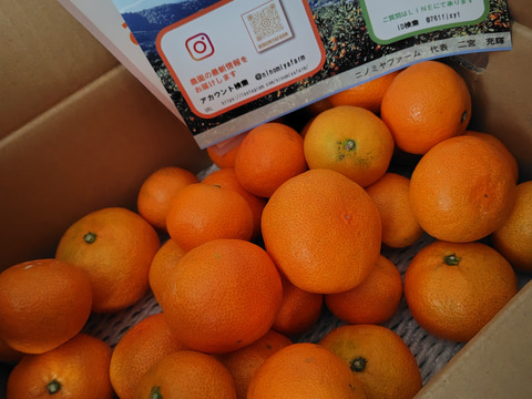予約でほぼ売り切れる】あまいみかん！「段畑みかん」箱込み5